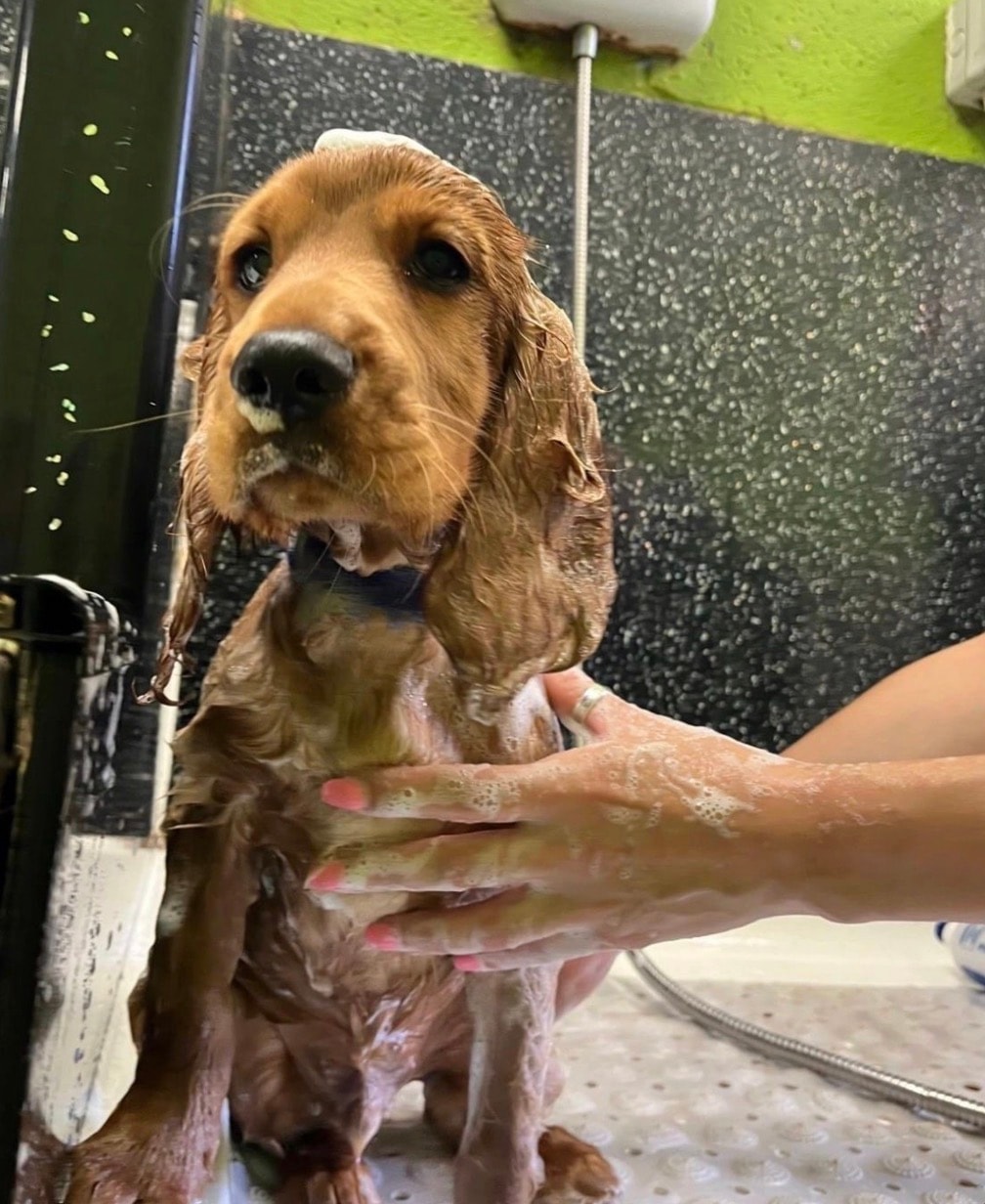 Happy dog being groomed at Scamps Grooming Parlour